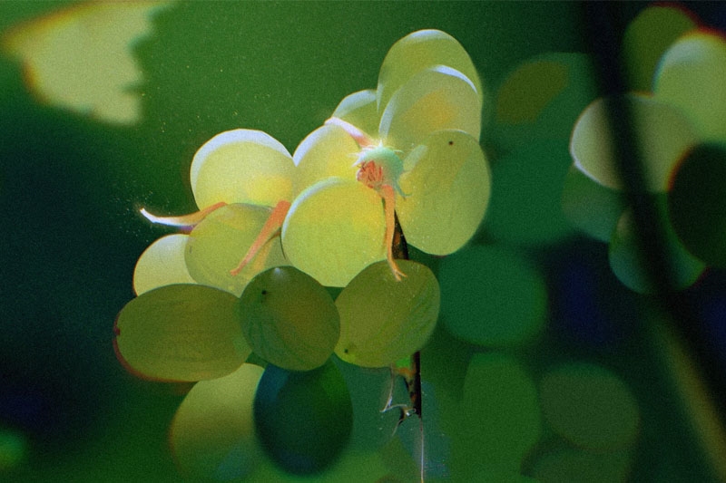 Animation of a bundle of green grapes