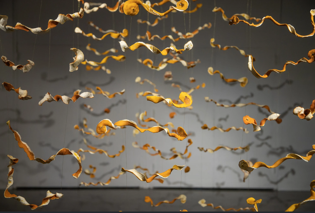 orange peels hanging art exhibit