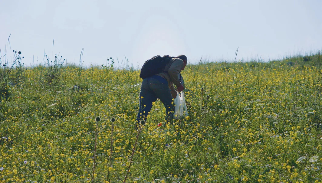 A stooped figure is seen from the back picking plants in a green meadow