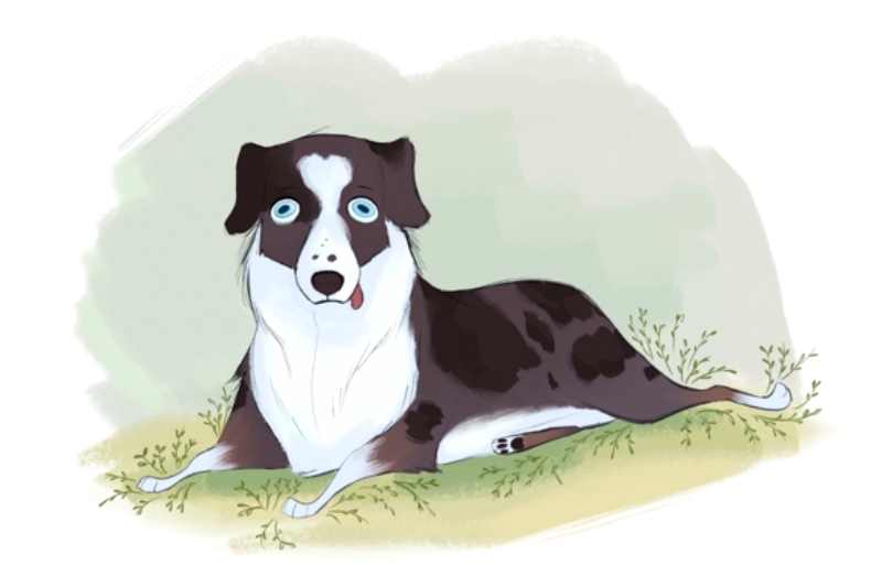 Illustration of a black and white dog with blue eyes lying on grass.