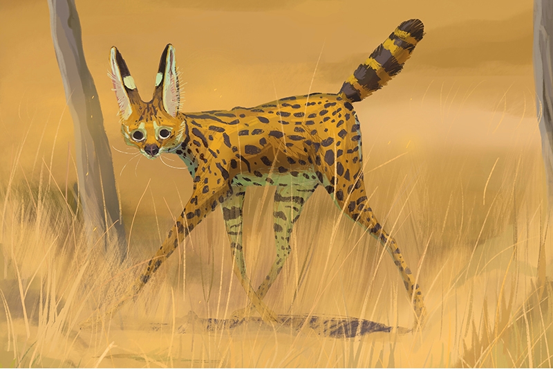 Illustration of a serval walking through a savannah with tall, dry grass and trees in the background.