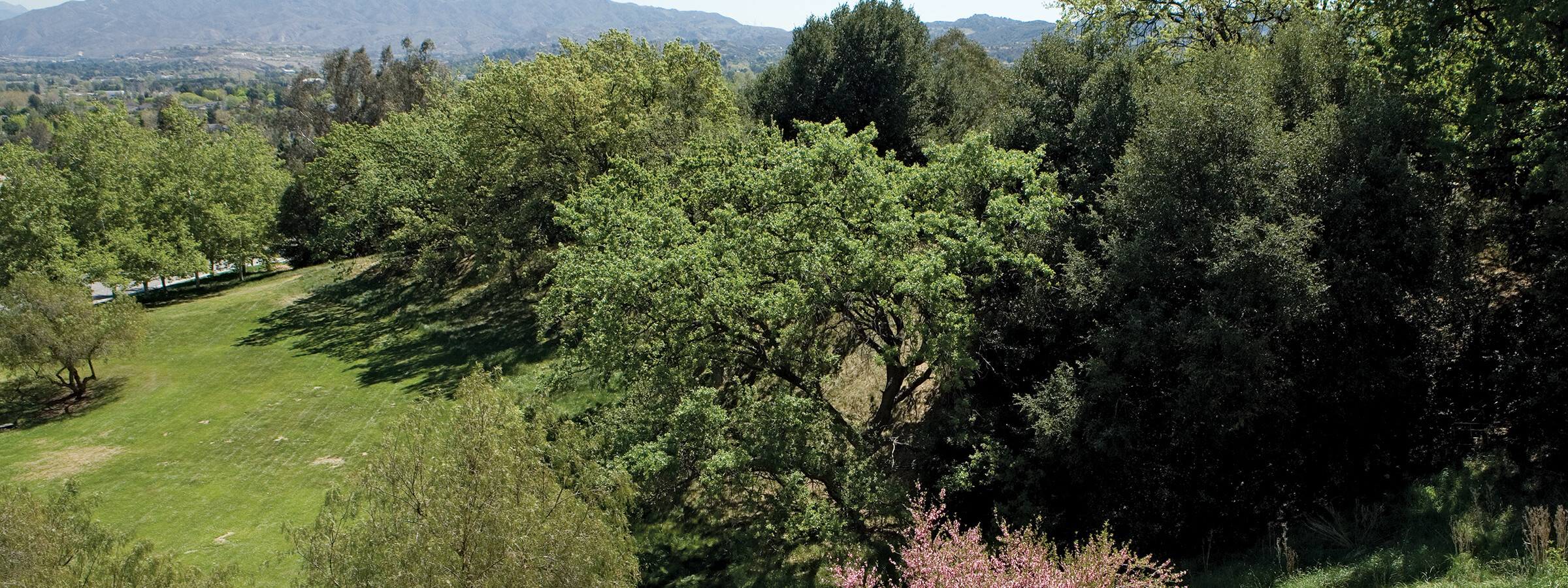 Trees on hills 