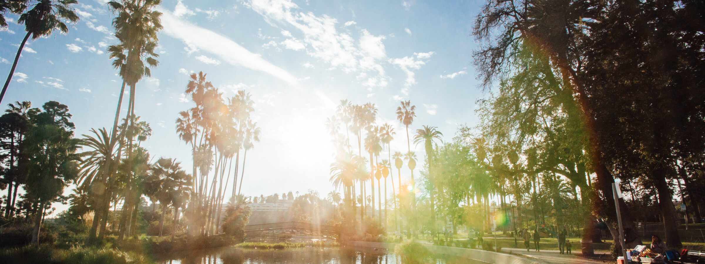 Palm trees ring a pond with bright sun shining through. 