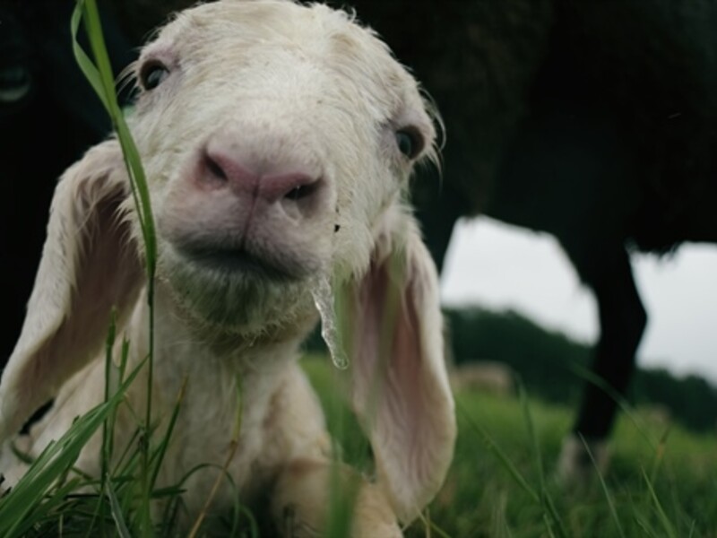 Image of a baby animal in a field of grass