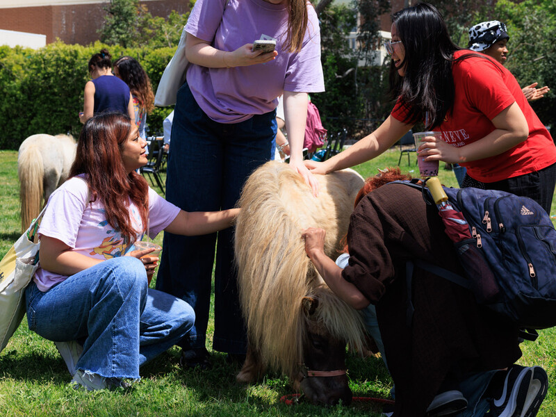 A group of students is gathered on a grassy area outside, petting and interacting with a small pony. The scene is casual and joyful, with a warm, friendly atmosphere.