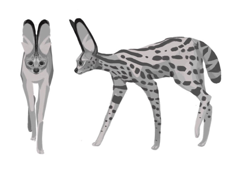 Two grayscale illustrations of animals with large ears and spotted patterns.