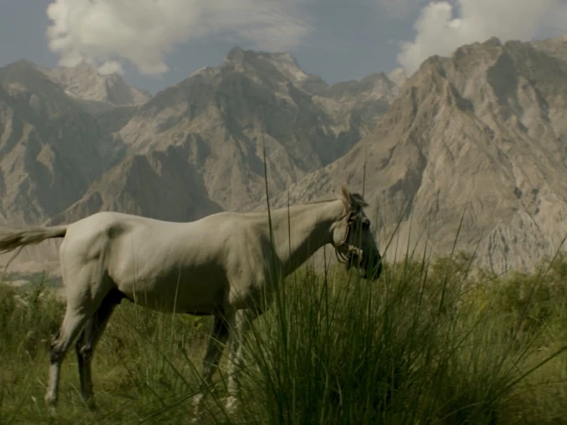 A white horse in a grassy field with mountains in the background, and a person in pink nearby.