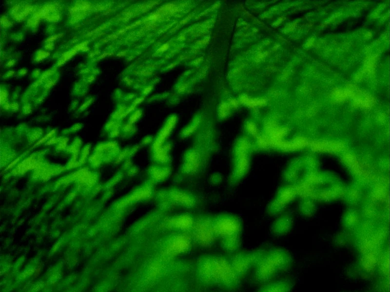 Close-up of a green, leaf-like surface with prominent vein and textured pattern.