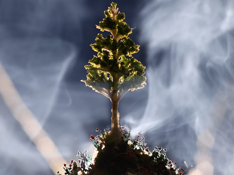 A model tree with green foliage on a mound surrounded by smoke.