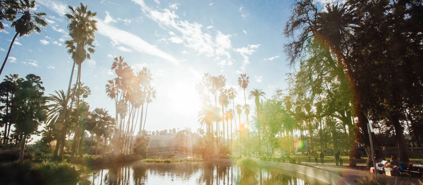 Palm trees ring a pond with bright sun shining through. 