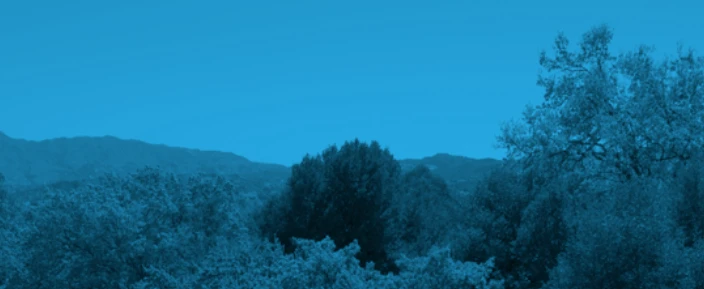 Image of trees on campus at CalArts through a blue filter