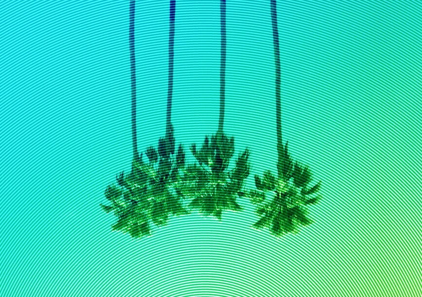 Silhouettes of three palm trees against a gradient background of turquoise and green, with concentric circular lines.